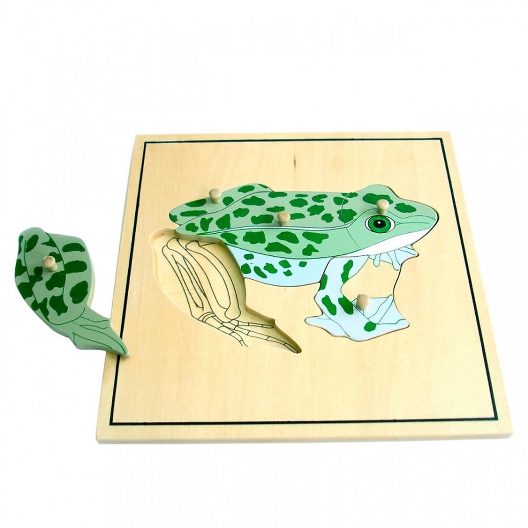 Puzle de la rana con esqueleto Montessori